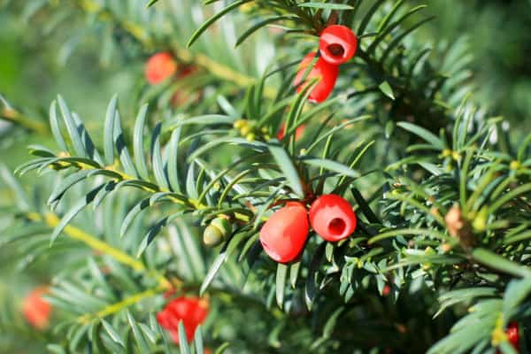 Close up of a yew garden plant, which is toxic to dogs, photo