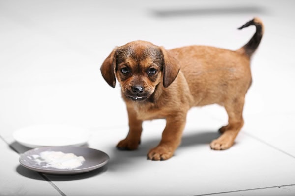 Puppy eating yogurt off a plate