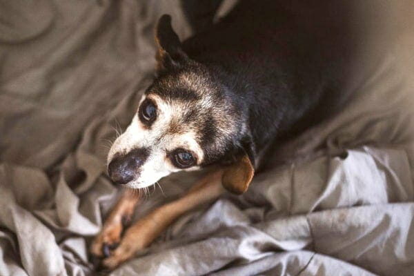 older dog with grey face looking up, photo