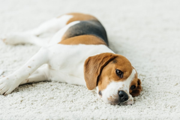 Beagle laying down on the carpet looking drowsy, which may be a side effect of zonisamide for dogs