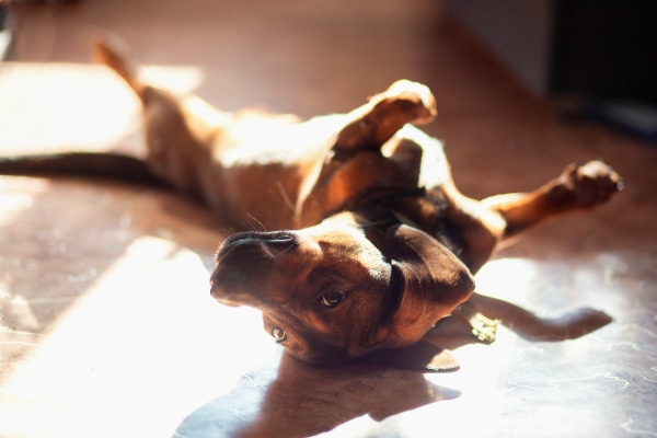 Dog rolling on its back in the sunlight