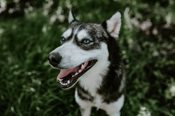 Husky dog outside in the grass
