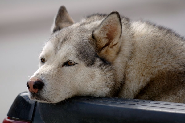 Husky laying on the ledge of the truck bed
